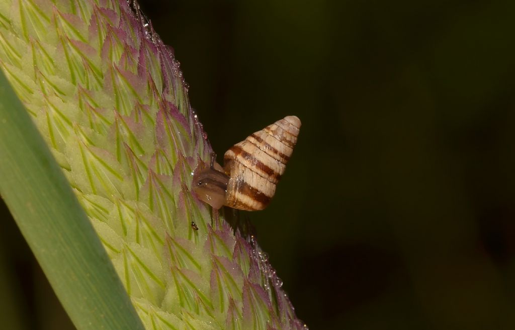 Piccola chiocciola da ID